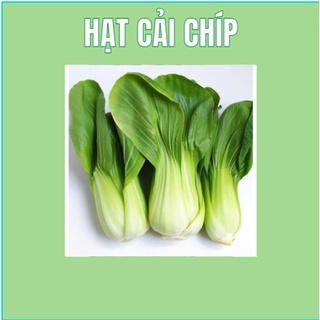 Hạt giống rau cải chíp