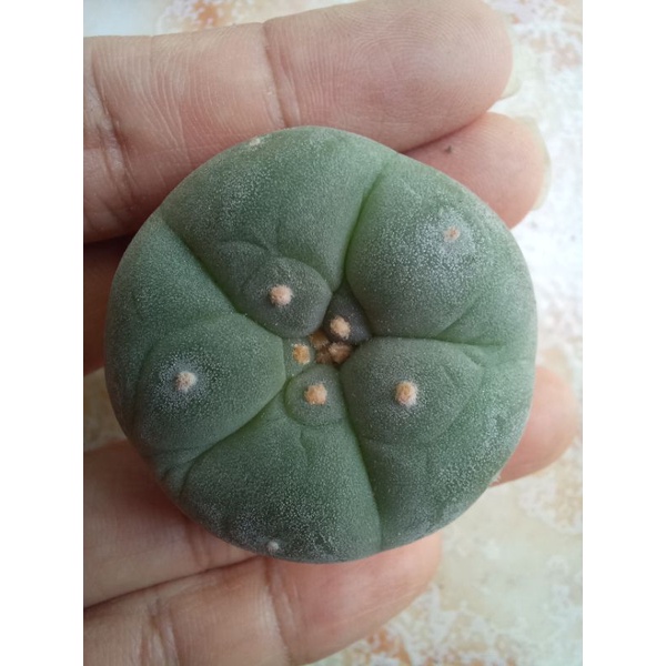 Xương rồng Lopho