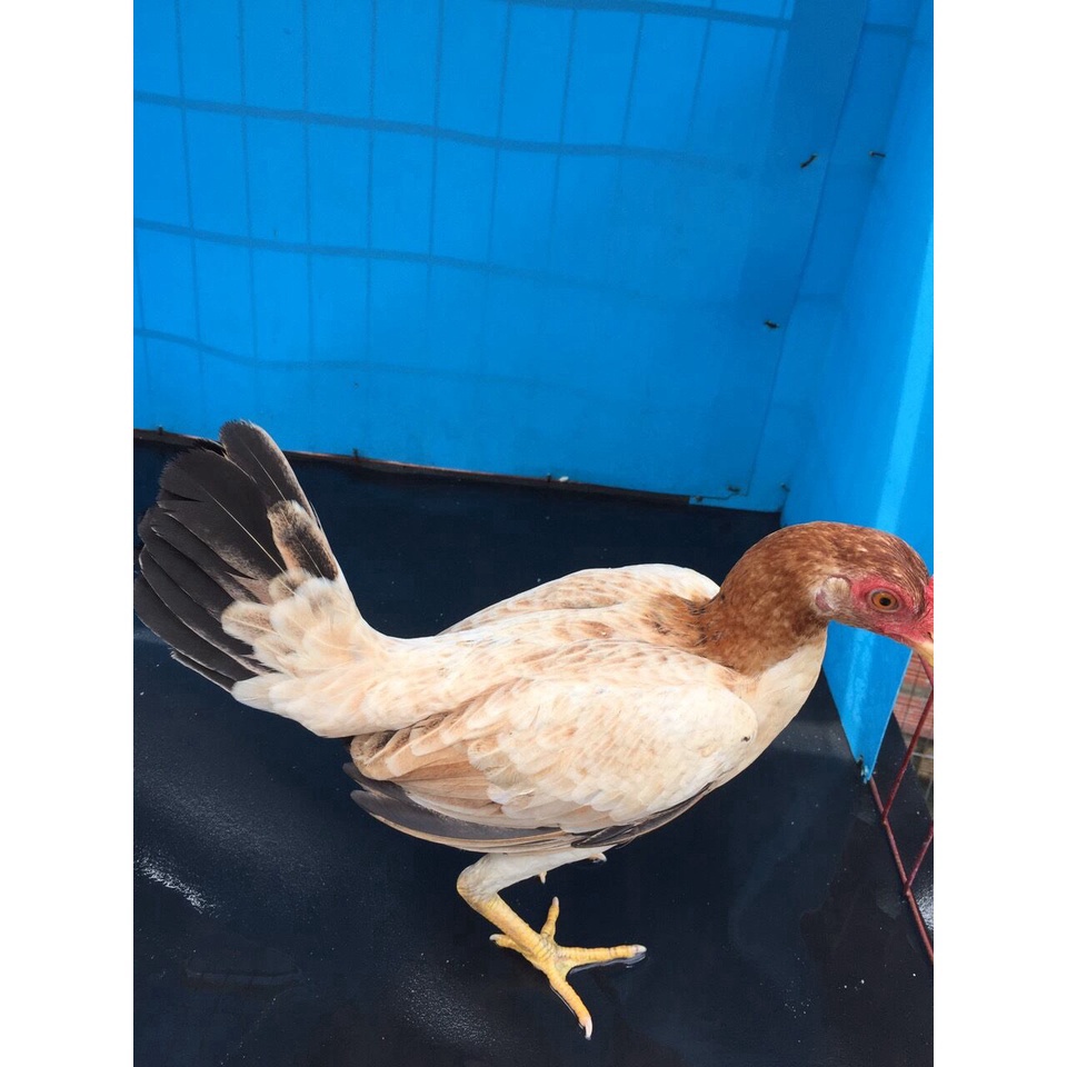 6 trứng gà tre asil hách  hàng tuyển chọn