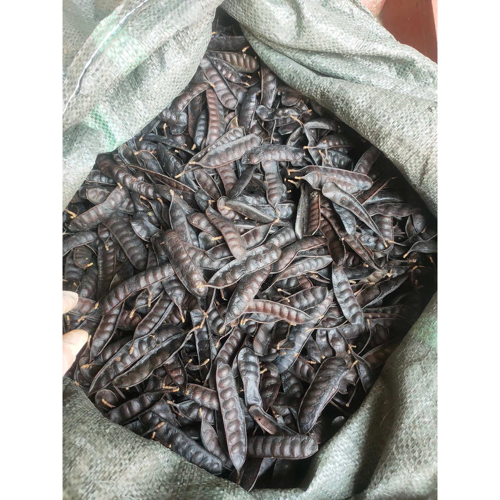 Bồ Kết Khô Túi 1Kg Dùng Gội Đầu, Xông Nhà Cửa, Dưỡng Tóc Mềm Mượt