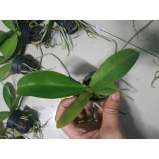 Hồ điệp giống đủ màu