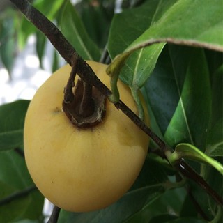 CÂY THỊ (Cây giống cho quả sớm, qủa thơm, sai quả)