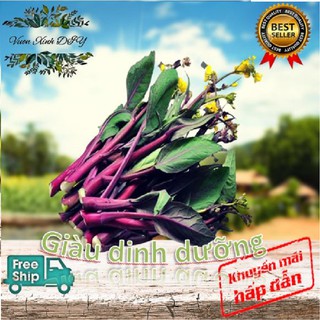 𝕳𝖆̣𝖙 𝖌𝖎𝖔̂́𝖓𝖌 Cải Ngồng Đỏ Vườn Xinh DIY - (CHÍNH HÃNG) Smile Seeds 5gr sạch , dễ nảy mầm , an toàn , năng suất