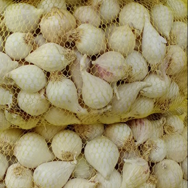 Tỏi cô đơn chính gốc Phan rang nhé.Mua để dành ăn phòng chống dịch cho cả nhà cả nhà