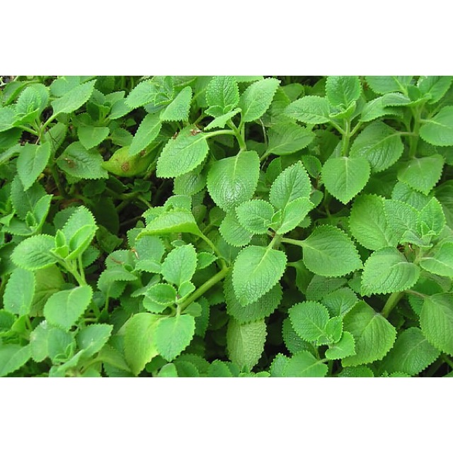 300g lá húng chanh