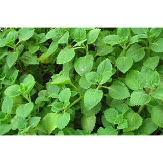 300g lá húng chanh