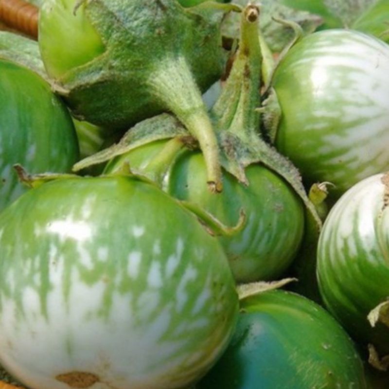 Hạt giống Cà Dĩa năng suất cao, sinh trưởng khỏe