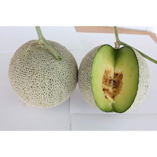 HẠT GIỐNG DƯA LƯỚI THÚY MẬT- NÔNG HỮU