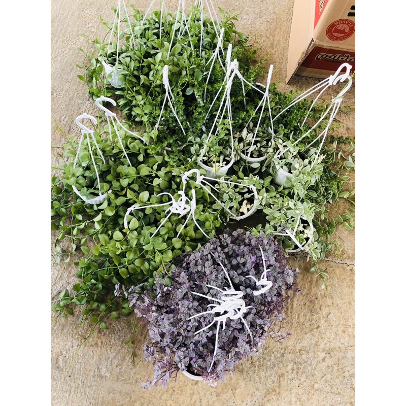 Châụ treo song ly- nút áo dây