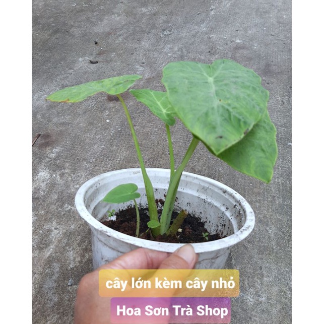 Cây BẠC HÀ/DỌC MÙNG nấu canh chua {giao hảo tốc tpHCM}