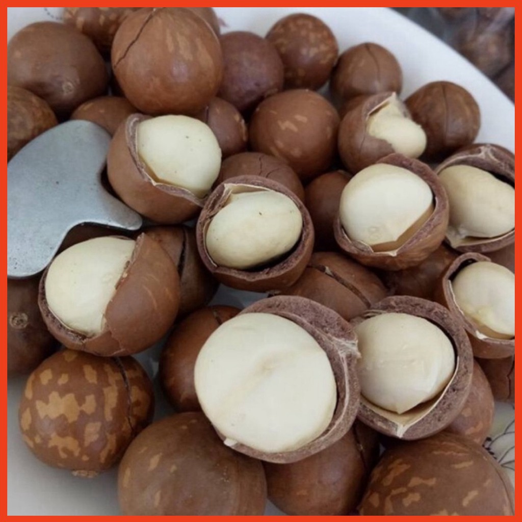 Hạt mắc ca nứt vỏ tự nhiên size trung từ 22 - 27mm, 500gr, Macca Việt Nam giòn tan, thơm lừng Hoàn toàn tự nhiên