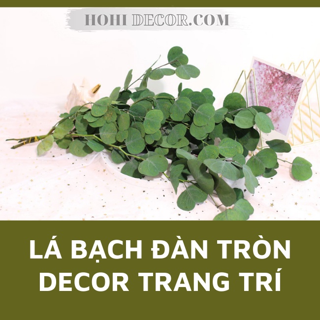 Cành Bạch Đàn Lá Tròn Tai Voi Khô Tự Nhiên Trang Trí Chụp Ảnh Sản Phẩm Đẹp - Shop Hohi Decor
