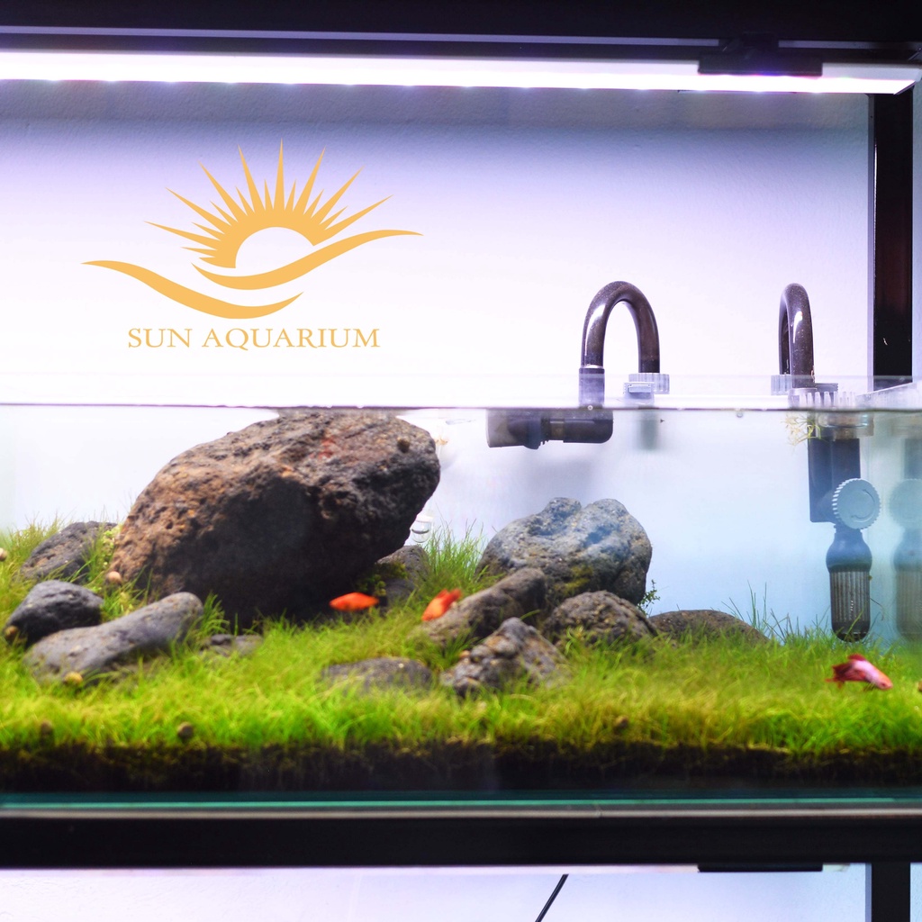Lọc treo Xiaoli Sunsun XBL 300 cho bể thủy sinh 30-40cm - SUN AQUARIUM