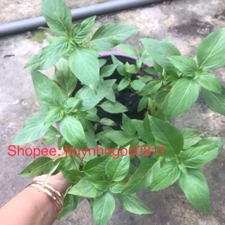 Mua Chậu cây rau quế/húng quế/húng tây