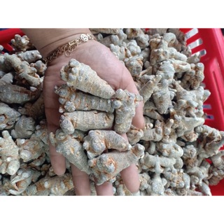 Củ tam thất loại 52 củ/kg bán sỉ 100g