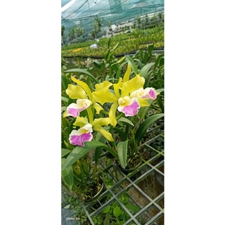 Lan Cattleya chậu lớn đang nụ