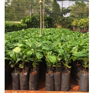 Cây Cà Phê arabica (Giống Chuẩn)