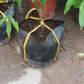1kg bịch ươm cây 23x18 giá 80k