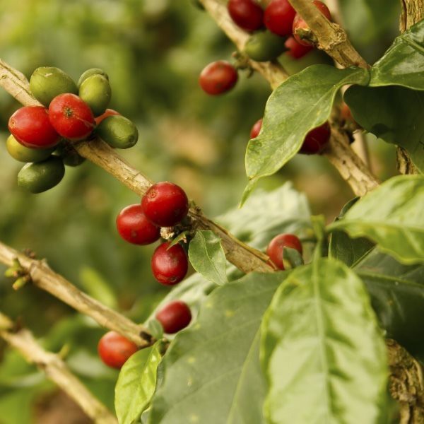 HẠT - 2 TÚI 250 GRAM  - HẠT CÀ PHÊ ARABICA COLOMBIA SUPREMO RANG MỘC 100% - PHA MÁY/PHA DRIP/COLD BREW.