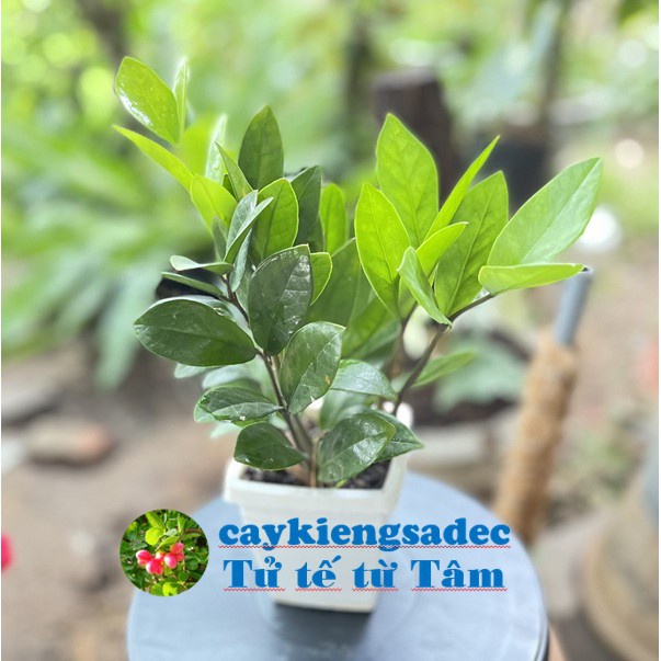 caykiengsadec - Cây kim tiền ( phát tài) , cây phong thủy mạng mộc