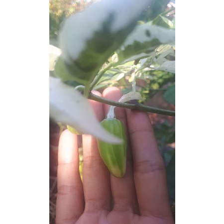 10 HẠT GIỐNG ỚT CẦU VỒNG CHÂU PHI