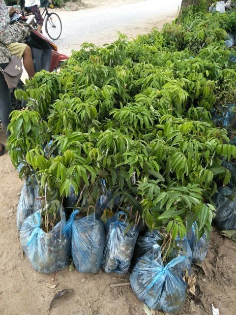 CÂY GIỐNG VẢI THIỀU THANH HÀ CHÍN SỚM