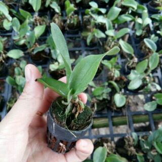 Hoa lan Cattleya mini