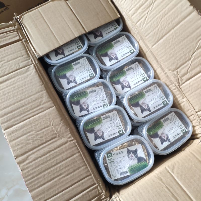 Bộ kit trồng cỏ mèo, hạt giống cỏ lúa mạch