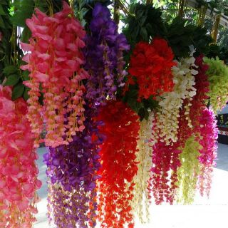 Hạt giống hoa tử đằng mix
