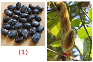 [10] Hạt Đậu Lào - Trị bệnh, tiêu viêm, tiêu độc