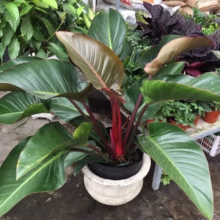 Trầu bà đế vương đỏ