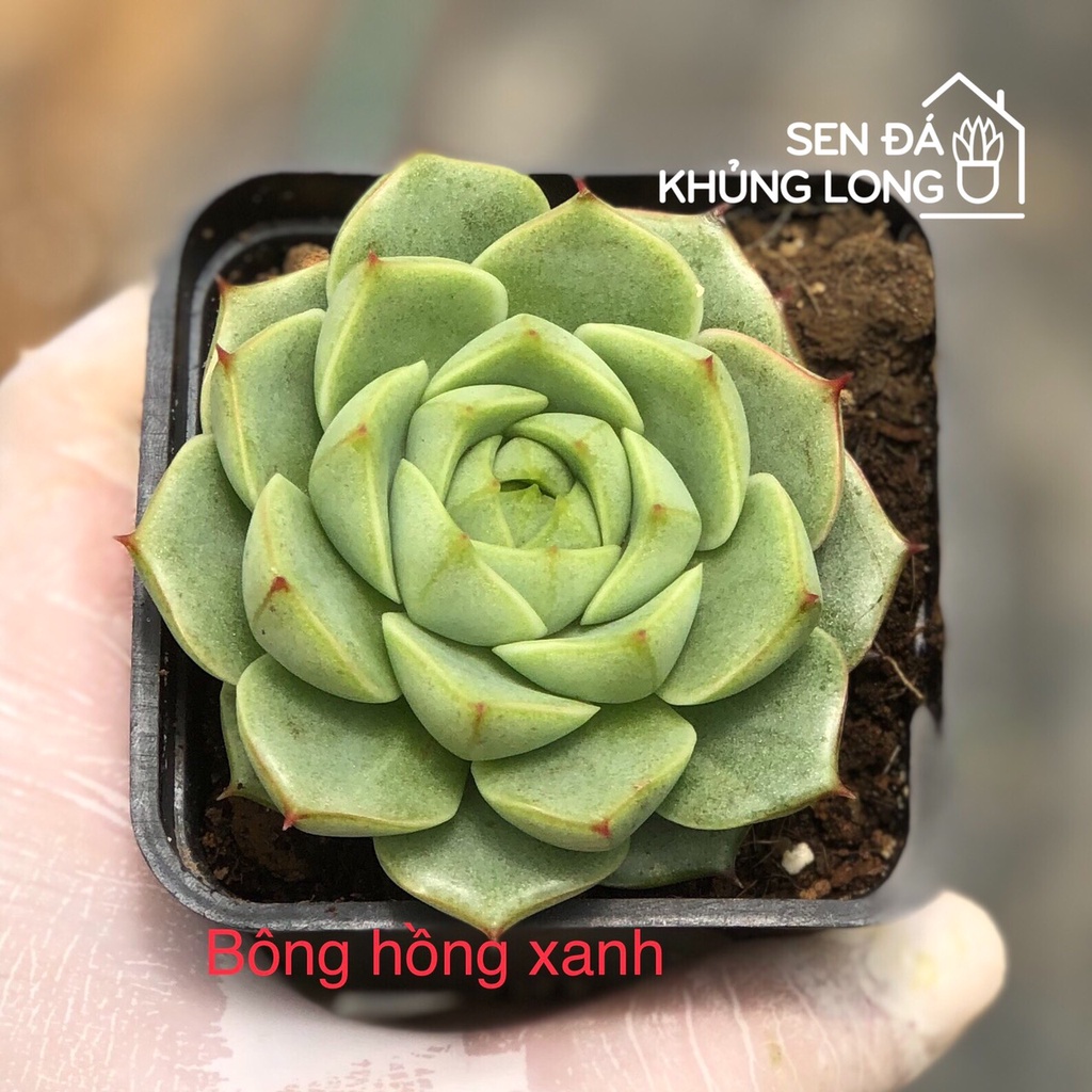 Sen đá bông hồng xanh - echeveria fabiola