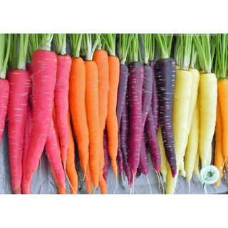 Hạt giống Củ cà rốt mix màu