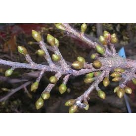 SIÊU TẠO NỤ MAI