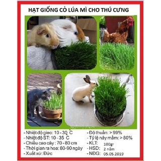 Hạt Giống Mầm Lúa Mạch ( Lúa Mì ) KNS1212 - Gói 100 gram