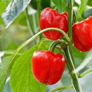 Hạt giống ớt chuông sai trái 0.1gr