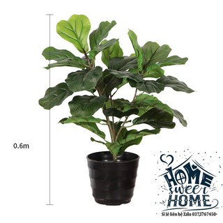 Cây bàng sing giả 60cm-170cm