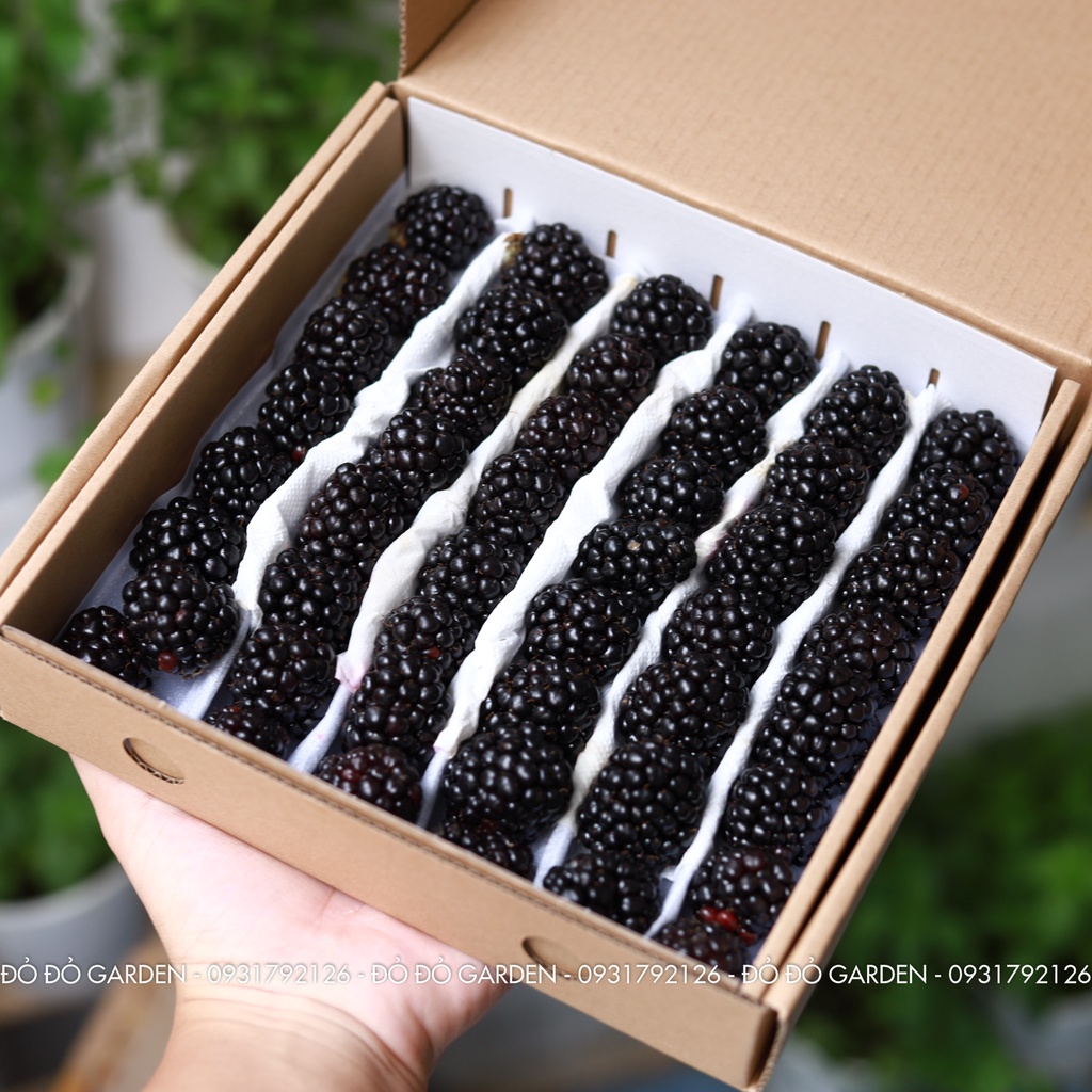 [Đặt Trước] Hộp 500g Phúc Bồn Tử Đen từ Đà Lạt