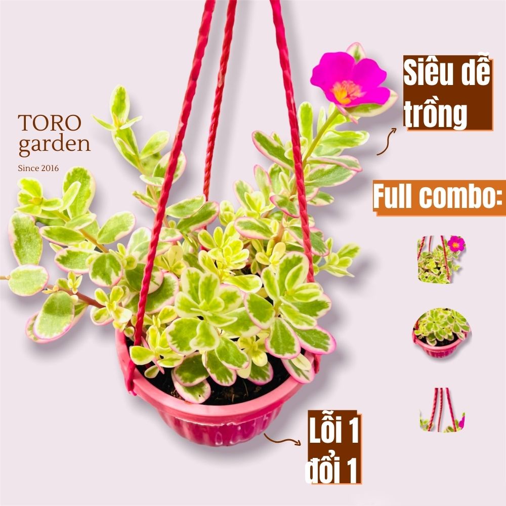 Sen đá cỏ sam trồng chậu treo Đà Lạt size 9cm cây cảnh trang trí nhà cửa Toro garden