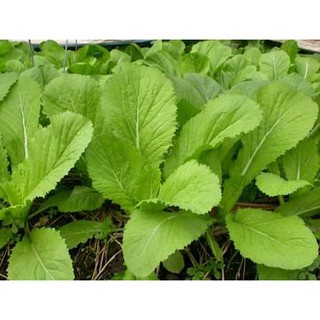 hạt giống rau cải mơ - cải canh nảy mầm cực tốt ( gói15gram)