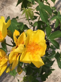 Cây mai hoa đăng