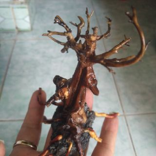 Lũa bonsai thủy sinh