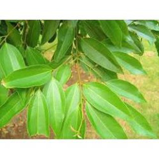 Combo 3 cây Quế thơm lừng - Đơn hàng thanh toán trước tặng 1 cây