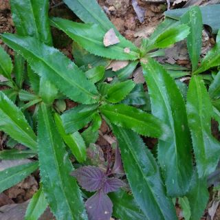 10 Cây mùi tàu (cây răng cưa),cây ngò gai