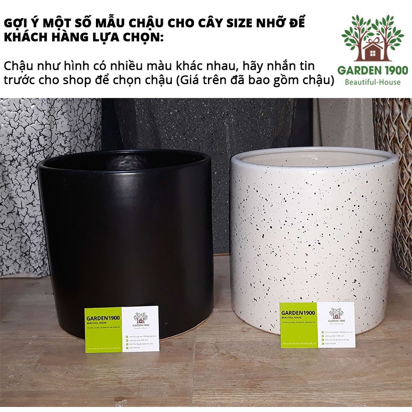 Chậu trồng cây size nhỡ