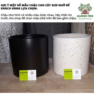 Chậu trồng cây size nhỡ
