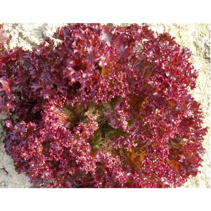 Hạt giống rau củ quả 4 mùa combo 5 loại rau xà lách thơm ngon - trồng chậu, vườn ban công dễ chăm sóc, tỷ lệ nảy mầm cao