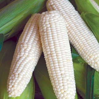 100g Hạt giống Bắp nếp nù (Ngô)   