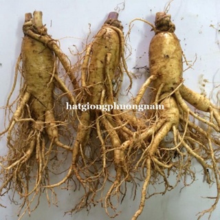 10h - hạt giống nhân sâm mỹ - hoa kỳ