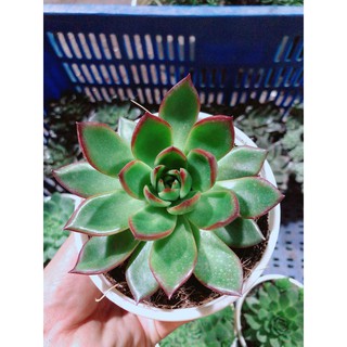 Sen đá viền đỏ kèm chậu sứ